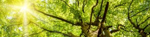 Duurzaamheid, Houtplus, Duurzaam, Hout+, Vroomshoop, FSC, PEFC,